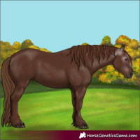 Horse Color:Gray Chestnut 