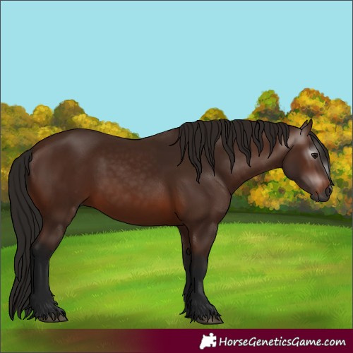 Horse Color:Gray Bay