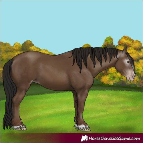 Horse Color:Gray Classic Champagne