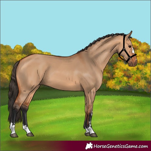 Horse Color:Bay Dun 