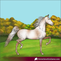 Horse Color:Gray Gold Champagne 