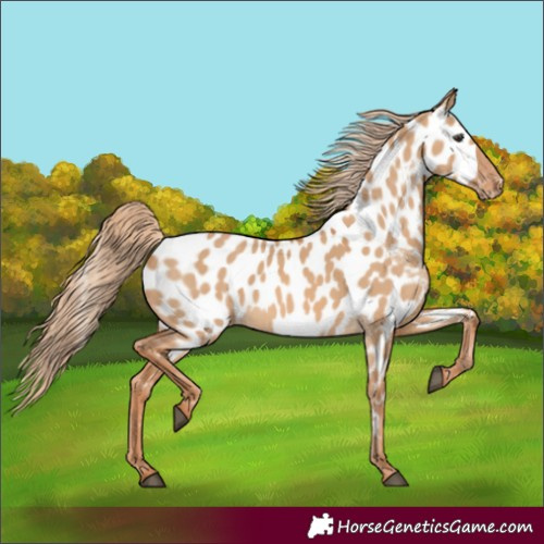 Horse Color:Red Dun Appaloosa 