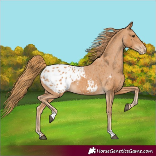 Horse Color:Chestnut Appaloosa