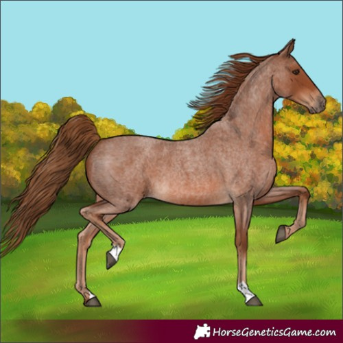 Horse Color:Red Roan 