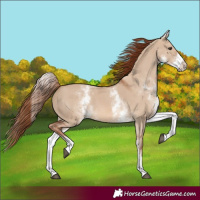Horse Color:White Spotted Red Dun 