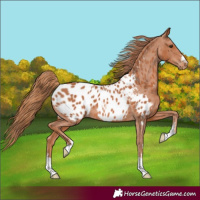 Horse Color:Chestnut Near Leopard