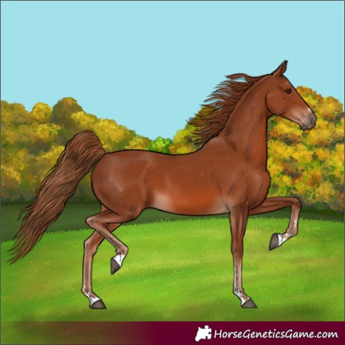 Horse Color:Chestnut 