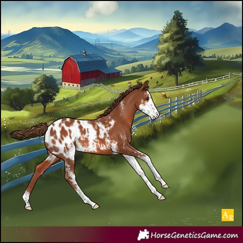 Horse Color:Chestnut Sabino Appaloosa 