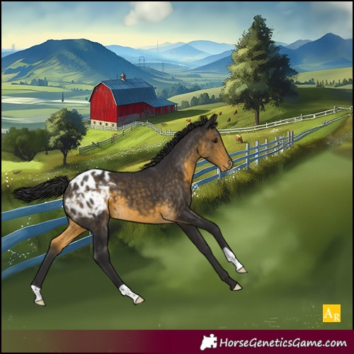 Horse Color:Buckskin Appaloosa