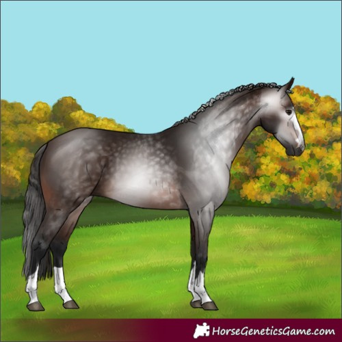 Horse Color:Gray Bay 