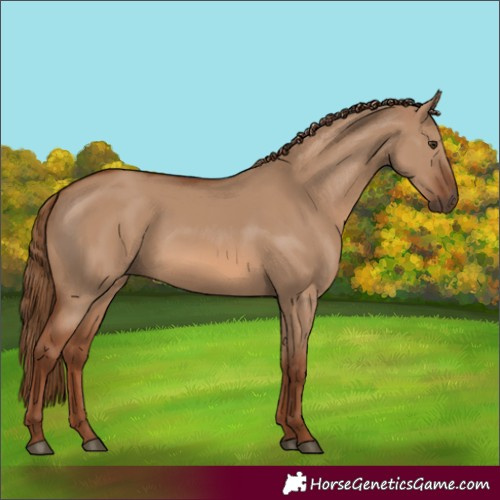 Horse Color:Red Dun 