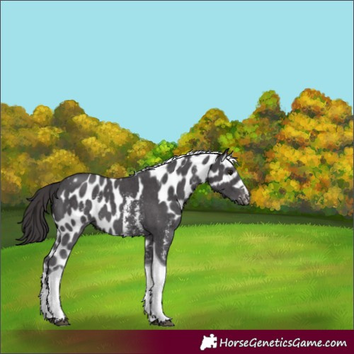 Horse Color:Smoky Black Sabino Tobiano Skewed LP Spotted 