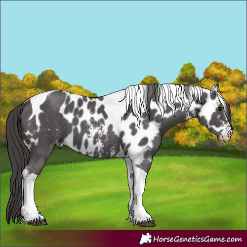 Horse Color:Smoky Black Sabino Tobiano Skewed LP Spotted