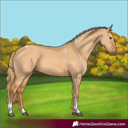 Horse Color:Red Dun Tobiano 