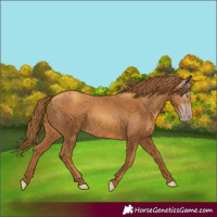 Horse Color:Gray Gold Champagne 
