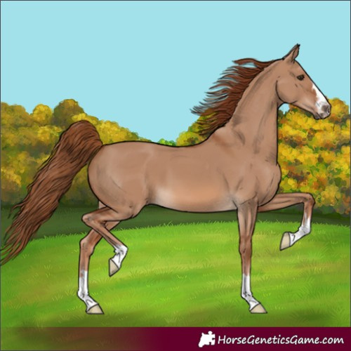 Horse Color:Red Dun 