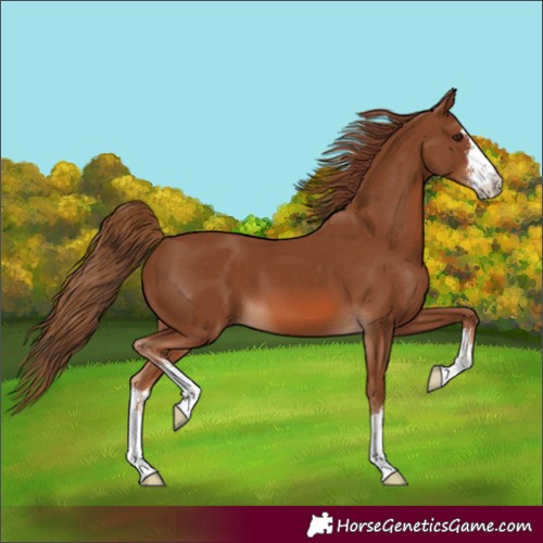 Horse Color:White Spotted Chestnut 
