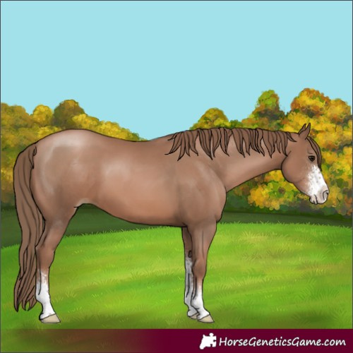 Horse Color:Black Pearl Sabino 