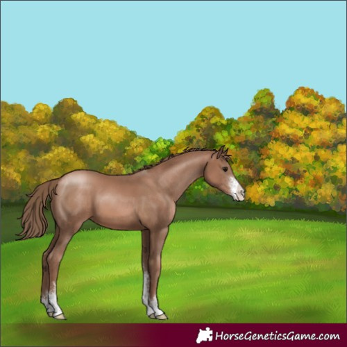 Horse Color:Black Pearl Sabino 