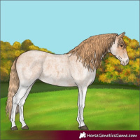 Horse Color:White Spotted Red Roan