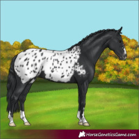 Horse Color:Black Appaloosa