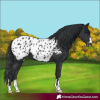 Horse Color:Black Appaloosa 