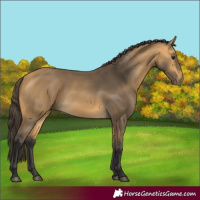 Horse Color:Buckskin