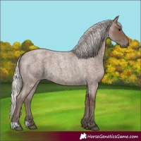 Horse Color:Silver Blue Roan 