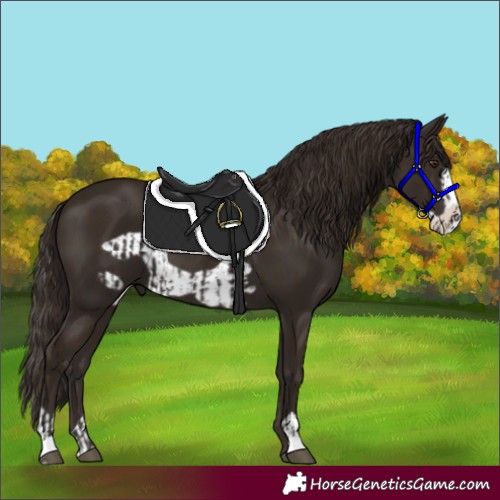 Horse Color:Liver Chestnut  and Liver Chestnut Frame 