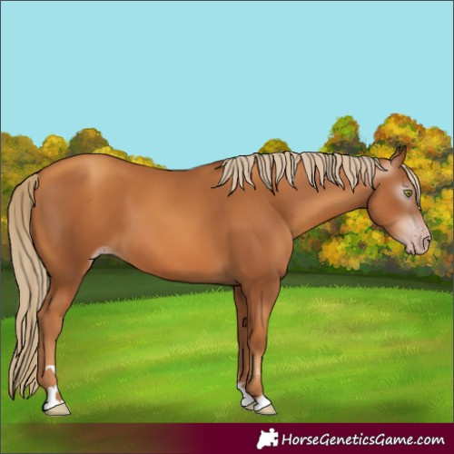 Horse Color:Gray Gold Champagne 