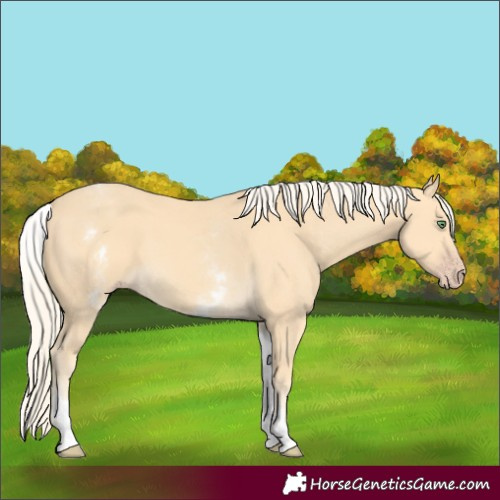 Horse Color:White Spotted Gold Cream Champagne 