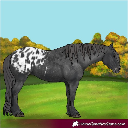 Horse Color:Black Blanket 