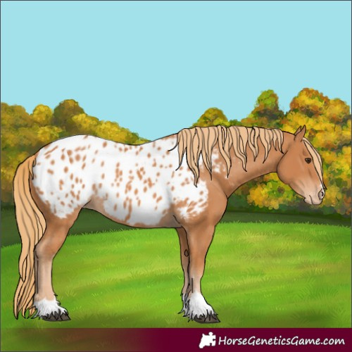 Horse Color:Chestnut Blanket