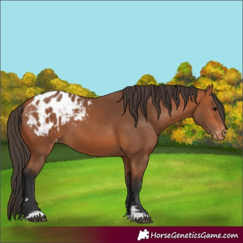 Horse Color:Bay Blanket 