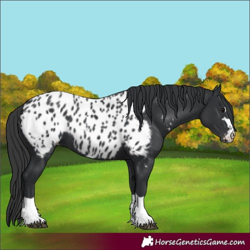 Horse Color:Black Near Leopard