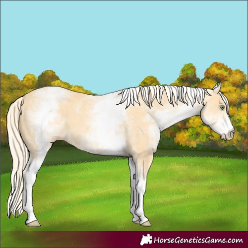 Horse Color:White Spotted Gold Cream Champagne 