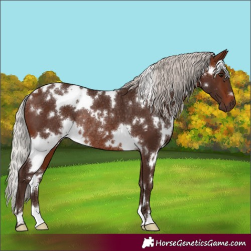 Horse Color:White Spotted Silver Brown Rabicano