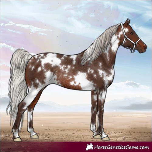 Horse Color:White Spotted Silver Brown Rabicano 