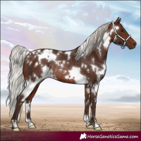 Horse Color:White Spotted Silver Brown Rabicano 