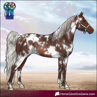 Horse Color:White Spotted Silver Brown Rabicano 