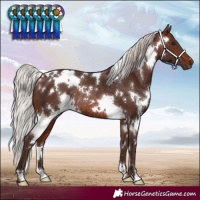 Horse Color:White Spotted Silver Brown Rabicano