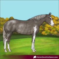 Horse Color:Silver Smoky Black Sabino Rabicano