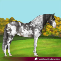 Horse Color:White Spotted Buckskin Sabino Rabicano 