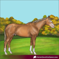Horse Color:Gray Gold Champagne 