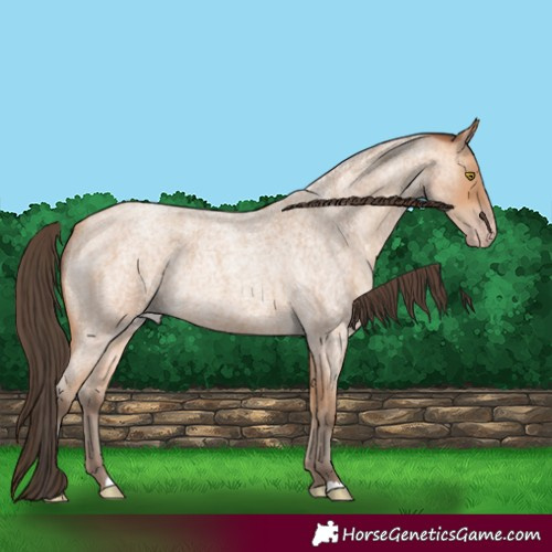 Horse Color:Amber Champagne Roan 