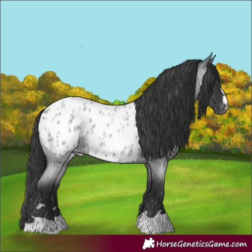 Horse Color:Blue Roan Appaloosa