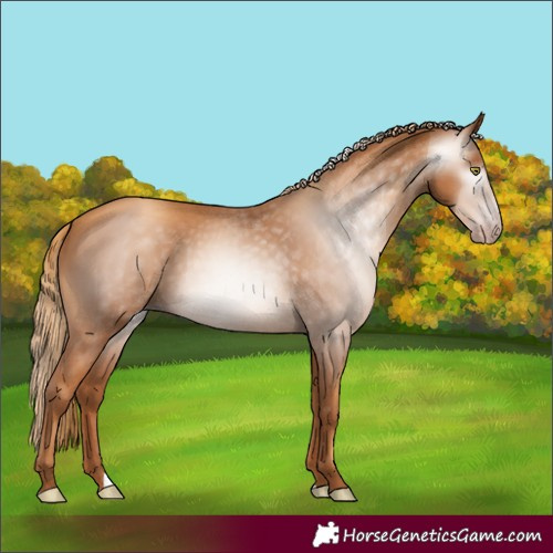 Horse Color:Gray Gold Champagne