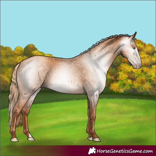 Horse Color:Gray Gold Champagne
