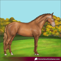 Horse Color:Gray Gold Champagne 