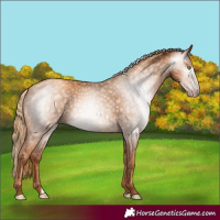 Horse Color:Gray Gold Champagne